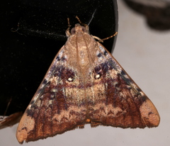 Oxyodes tricolor