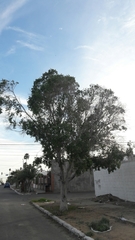 Ficus benjamina benjamina