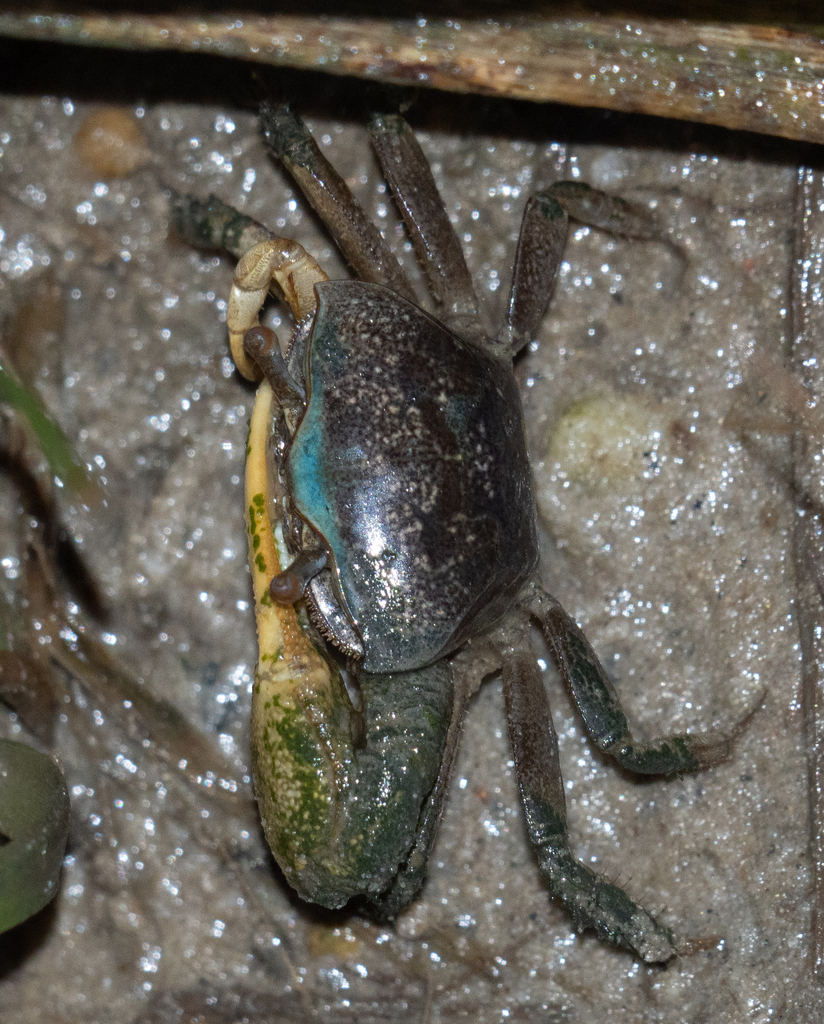 mud-fiddler-crab-from-isle-of-wight-worcester-county-md-usa-on