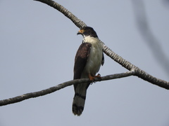 Gray-Headed Kite photo 2