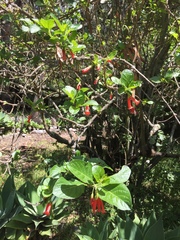 Iochroma fuchsioides
