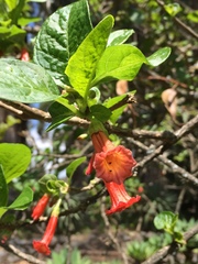 Iochroma fuchsioides