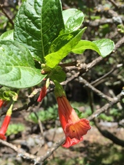 Iochroma fuchsioides
