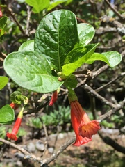 Iochroma fuchsioides