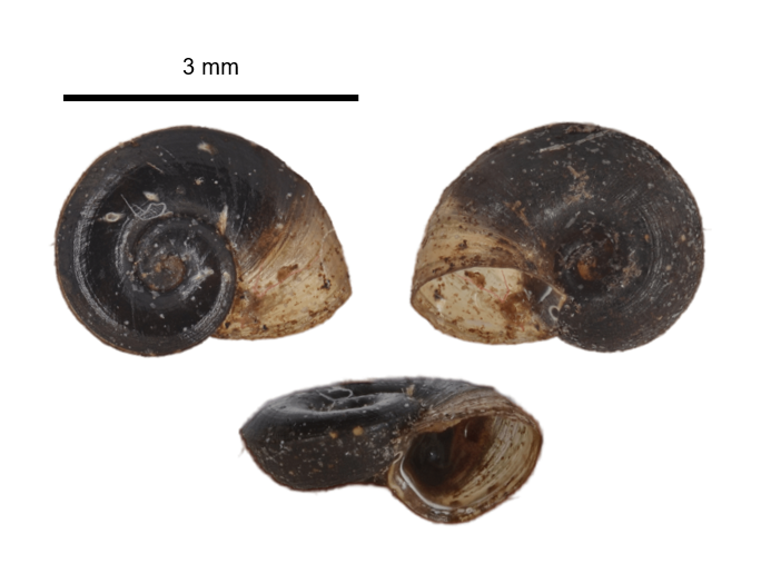 Menetus