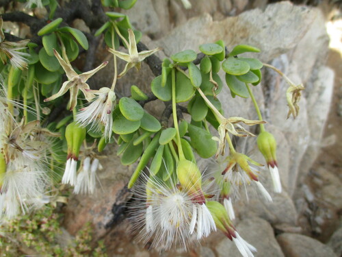 Othonna lasiocarpa