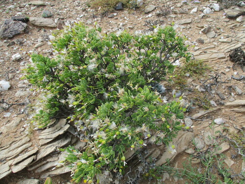 Othonna lasiocarpa