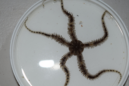 Ophiothrix (Ophiothrix) oerstedii