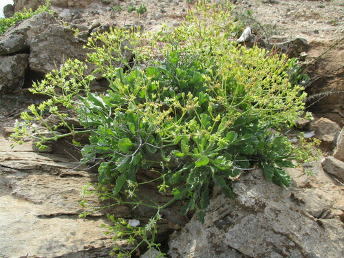 Pelargonium klinghardtense, photograph 1