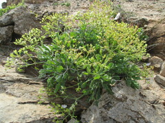 author not stated, no rights reserved Pelargonium klinghardtense, photograph author not stated, no rights reserved