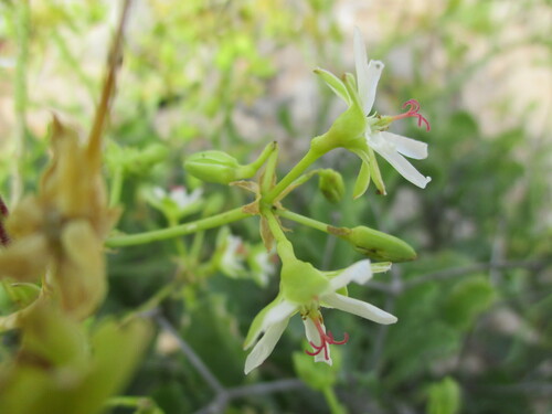 Pelargonium klinghardtense, photograph 2