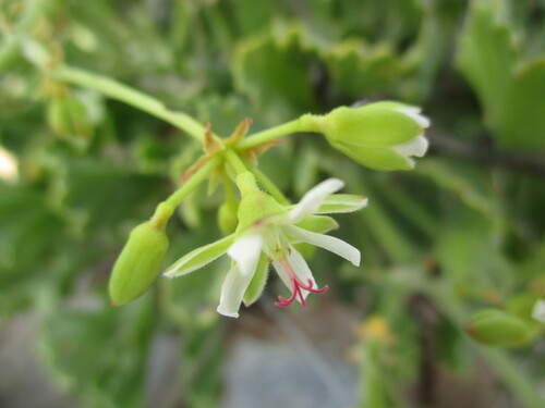 Pelargonium klinghardtense, photograph 3
