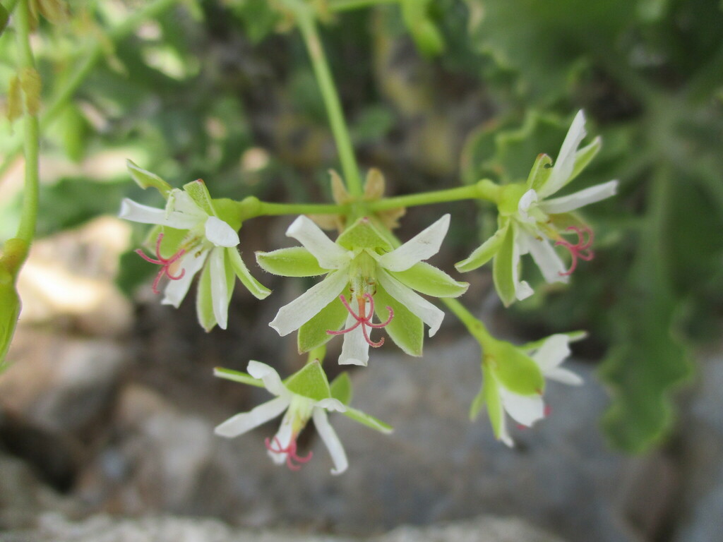 Pelargonium klinghardtense; photograph author not stated, no rights reserved