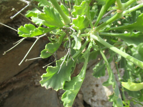 Pelargonium klinghardtense, photograph 5