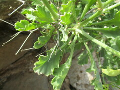 author not stated, no rights reserved Pelargonium klinghardtense, photograph author not stated, no rights reserved