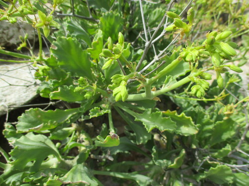 Pelargonium klinghardtense, photograph 6