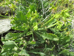 Pelargonium klinghardtense, photograph author not stated, no rights reserved