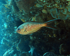 Kingfish photo 4