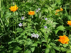 Geranium krylovii