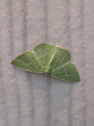iNaturalist observation photo of Pink-margined Green
