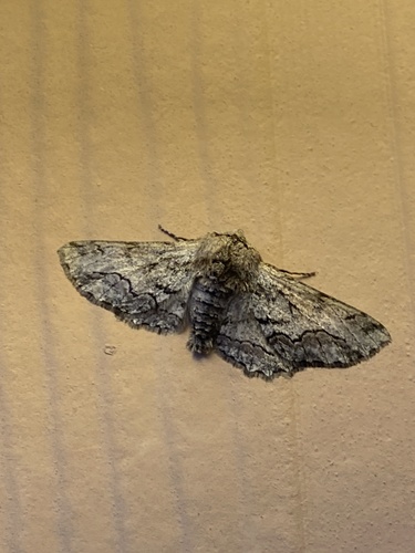 iNaturalist observation photo of Biston sinuaria