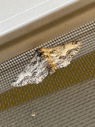 iNaturalist observation photo of Biston sinuaria