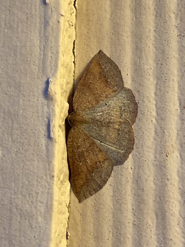 iNaturalist observation photo of Drepanulatrix foeminaria