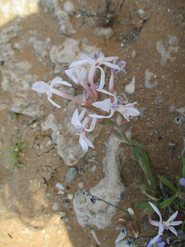 Lapeirousia dolomitica