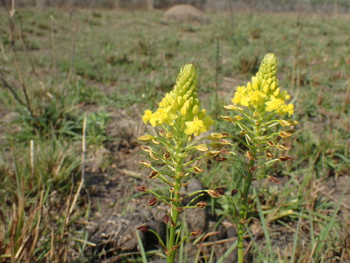 Image of Bulbine abyssinica by (c) Mahomed Desai, some rights reserved (CC BY)
