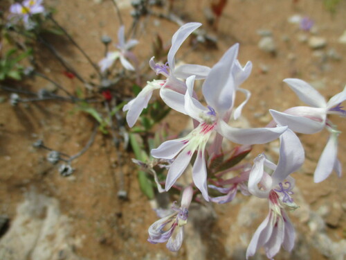 Image of Lapeirousia dolomitica by no rights reserved