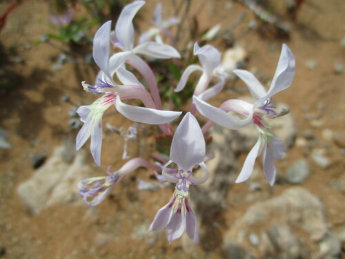 Image of Lapeirousia dolomitica by no rights reserved