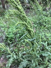 Rumex chrysocarpos