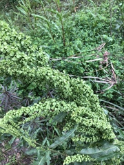 Rumex chrysocarpos