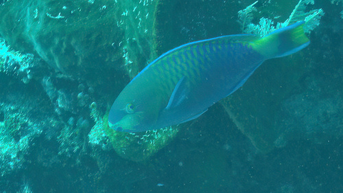 Quoy's parrotfish (Scarus quoyi) — Scaridae — 4