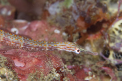 Corythoichthys ocellatus