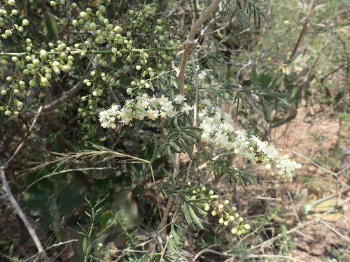 Asparagus falcatus (Asparagus falcatus)