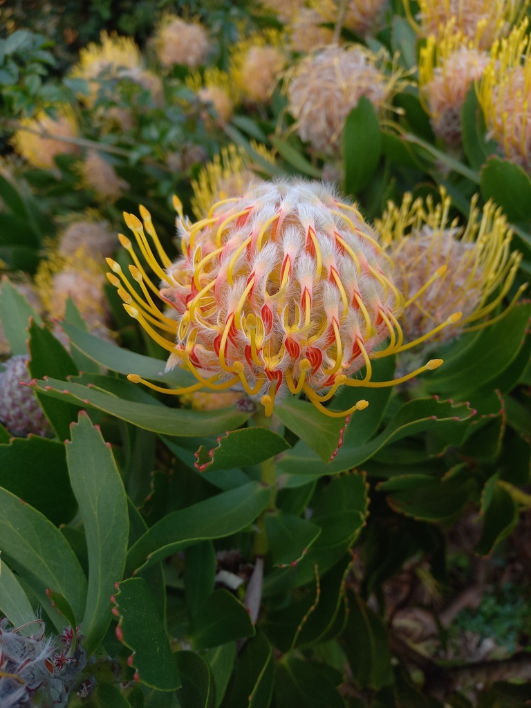 Pincushion Hybrids from Green Point, Cape Town, 8051, South Africa on ...