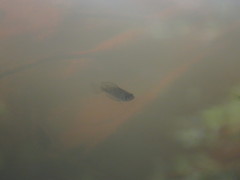 Centrarchus macropterus