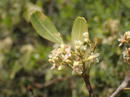 Image of Ekebergia pterophylla by (c) Mahomed Desai, some rights reserved (CC BY)