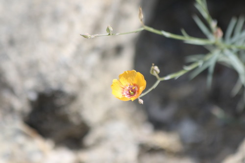 Laredo flax (Linum elongatum)