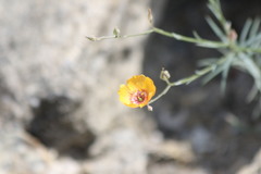 Linum elongatum