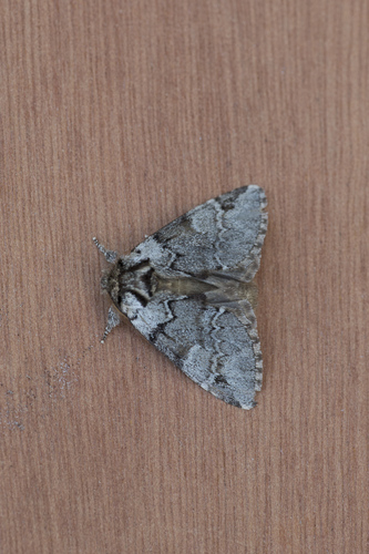 Drymonia obliterata
