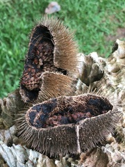 Apeiba tibourbou