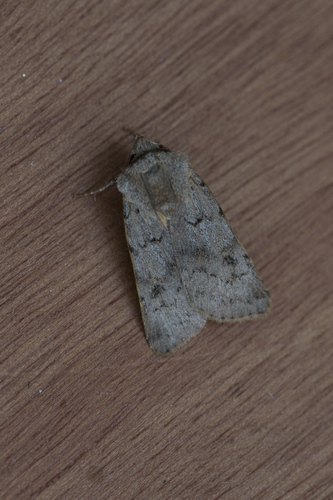 Agrotis cinerea