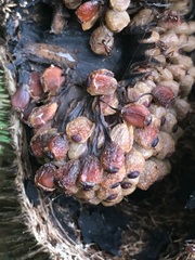 Apeiba tibourbou