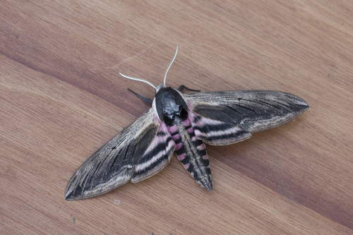 Sphinx ligustri