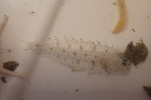 Foto de Mendo (Glyptocephalus cynoglossus)