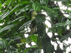 Myiodynastes hemichrysus