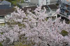 Prunus