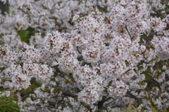 Prunus